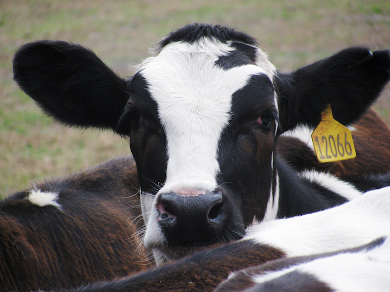 dakin-dairy-farm-cow-tour