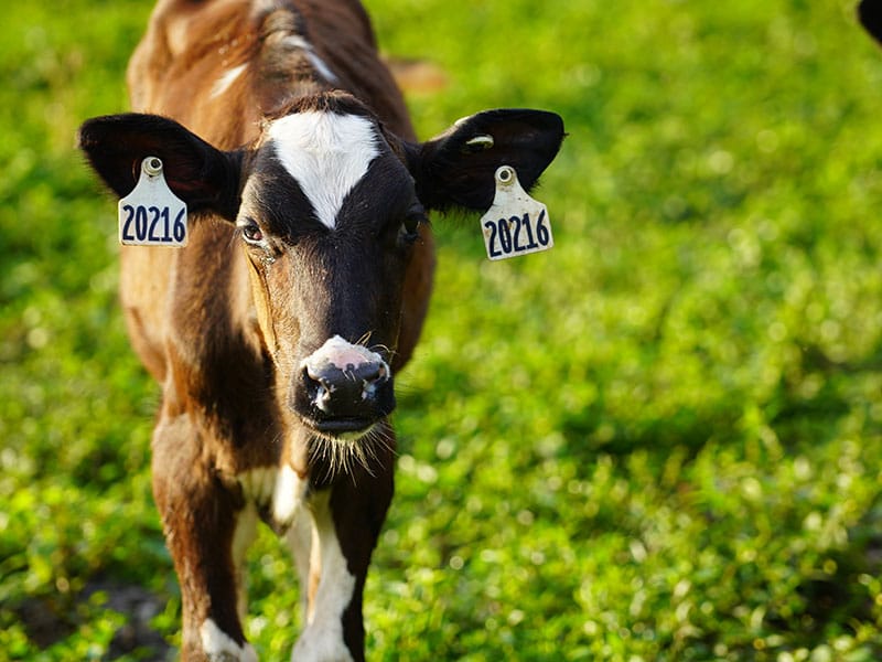 our-cows-daken-dairy-farms
